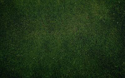 C草皮_0001 (33)_fa717cc17cc3.jpg